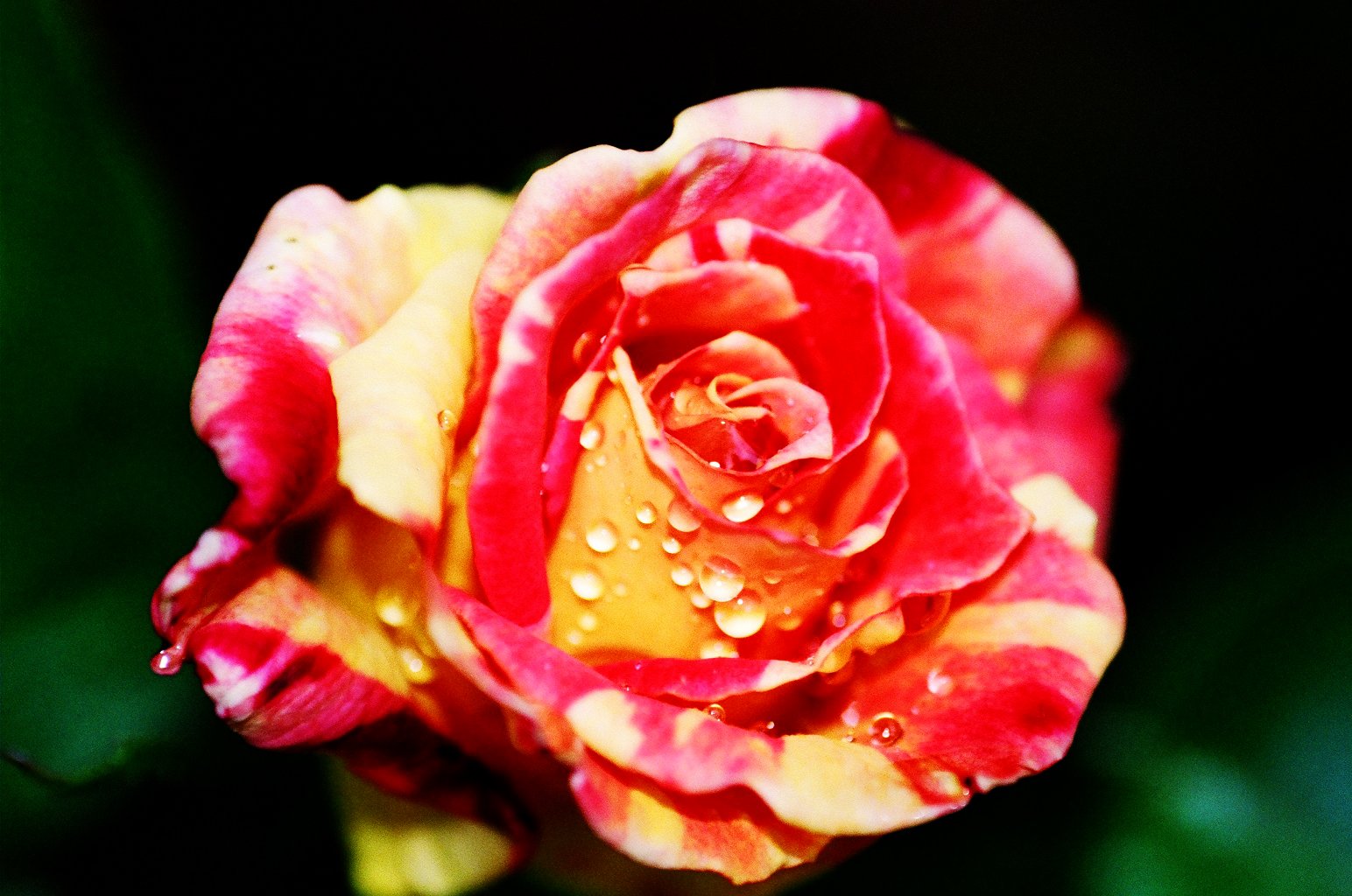 red yellow and white roses with rain droplets