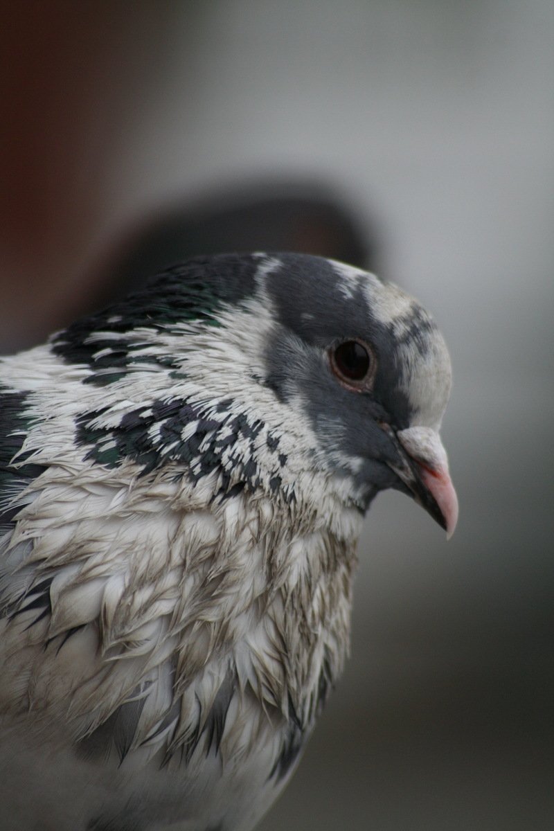 closeup of a small bird with a blurred background