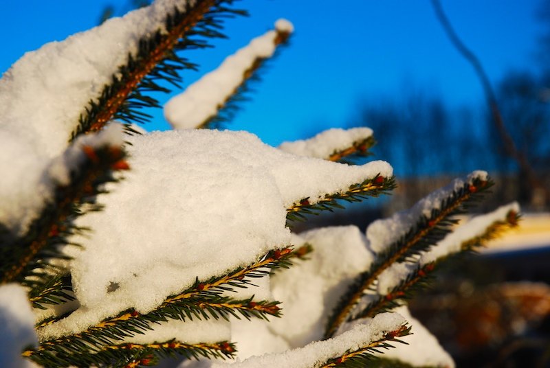 a close up of snow on a tree