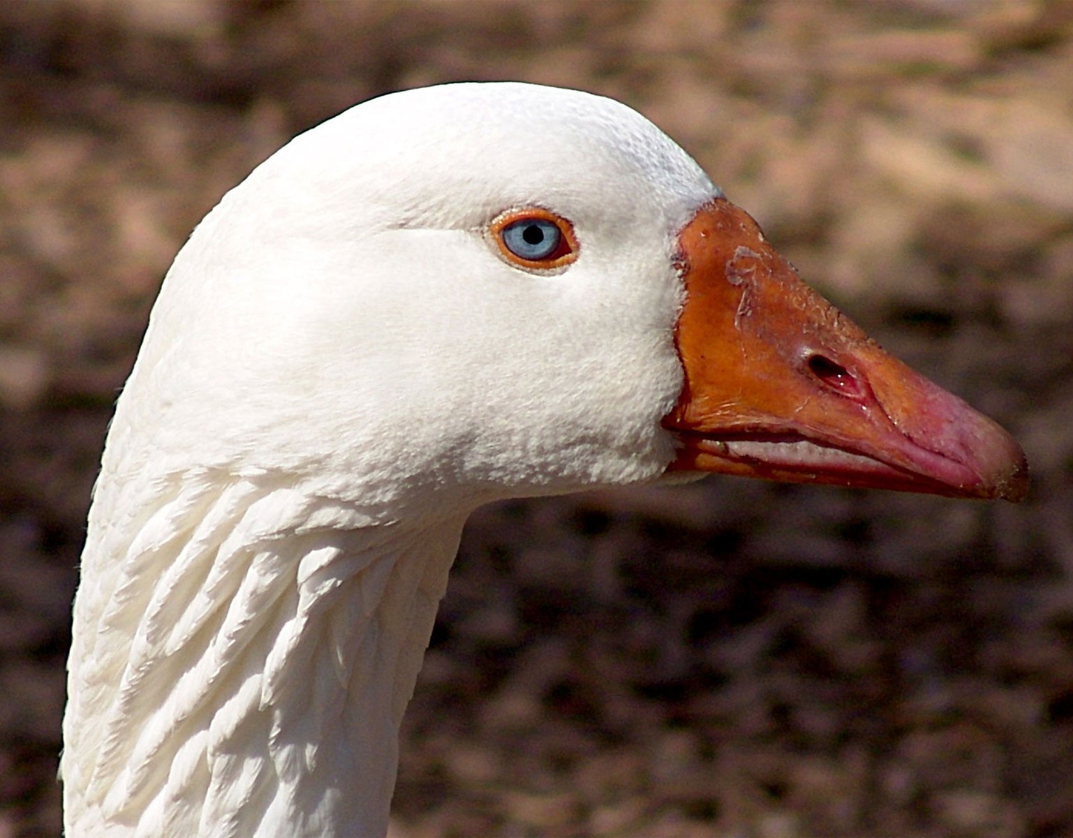 the goose is close to the camera with an interesting look