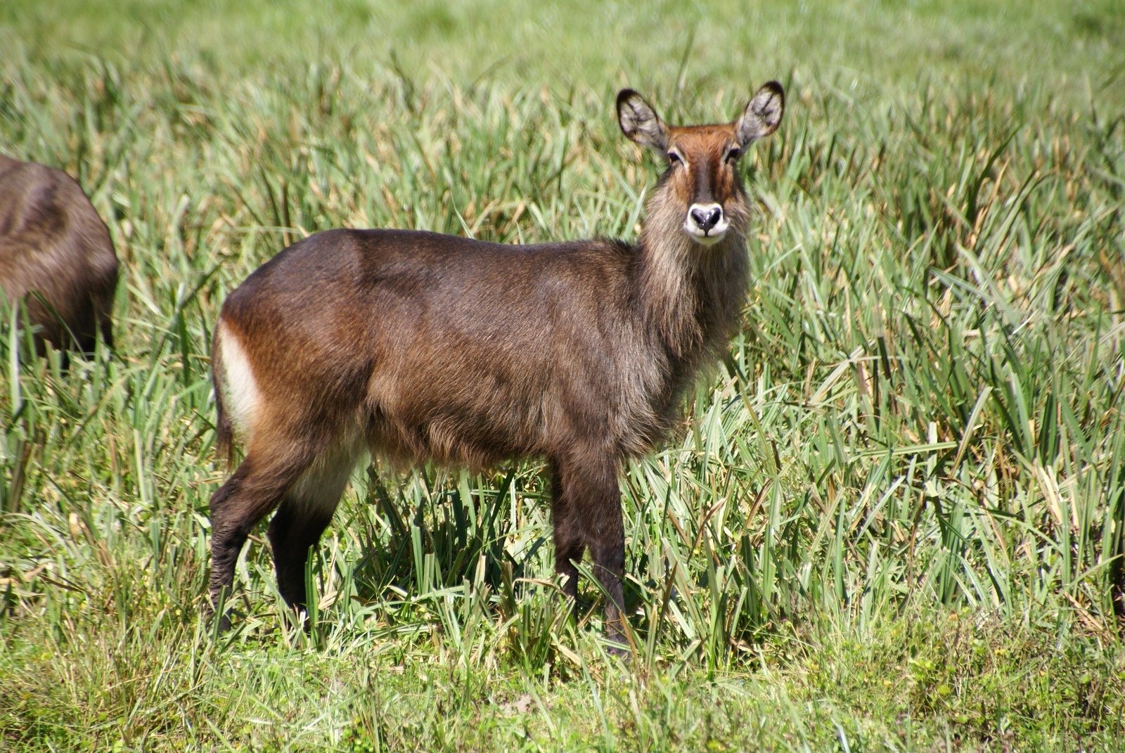 there is a deer that is standing in the grass