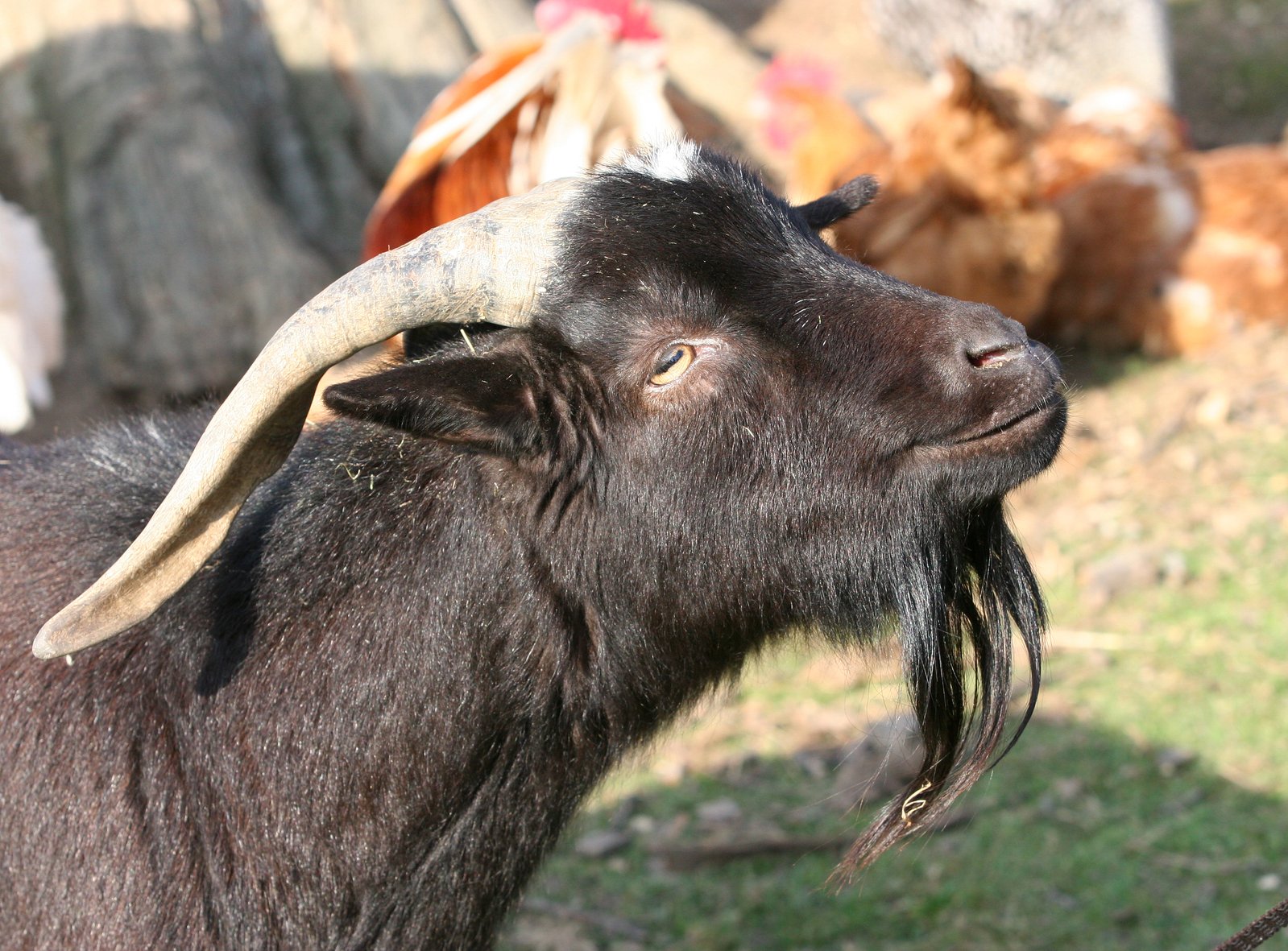 the goat has horns hanging out of his ears