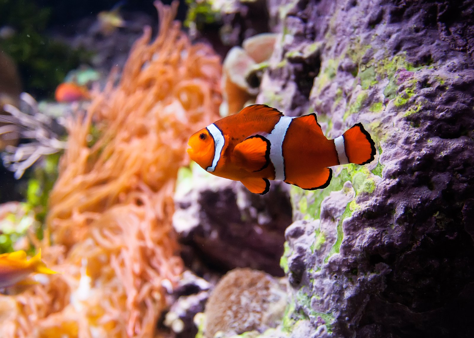 a fish that is in some water near a rock