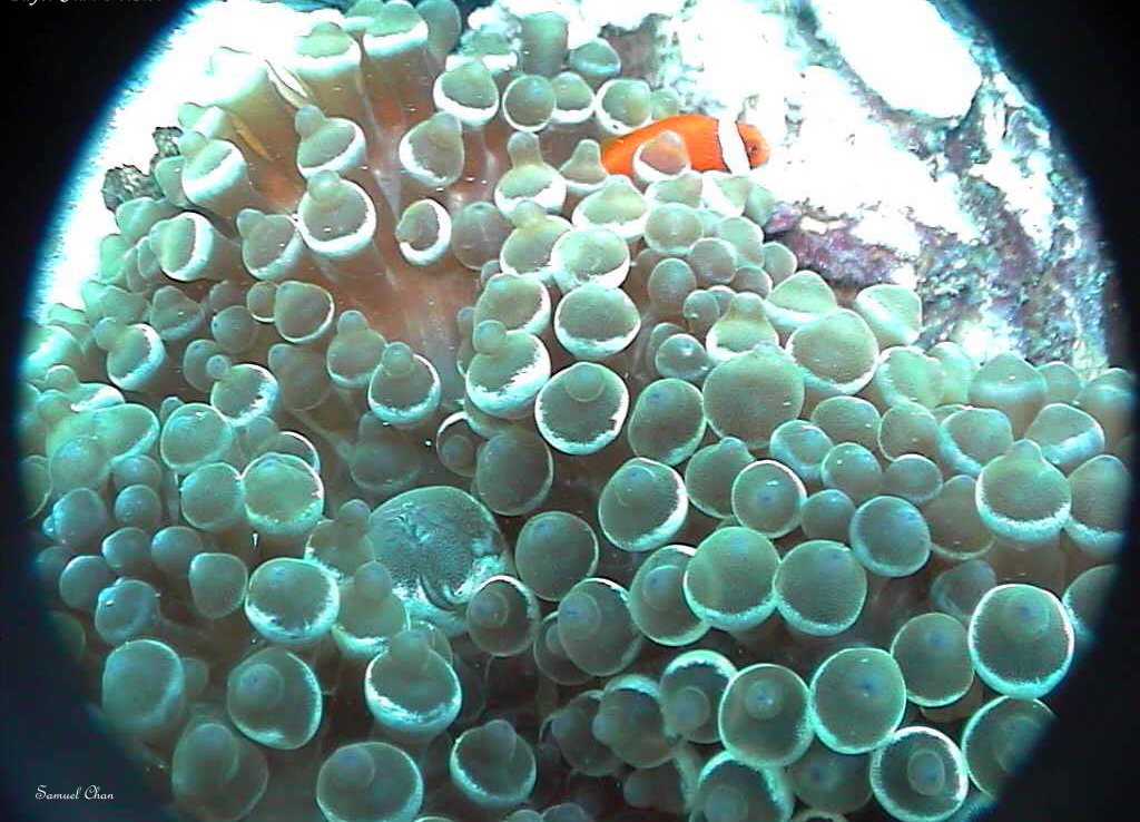 closeup of some green anemones and an orange fish