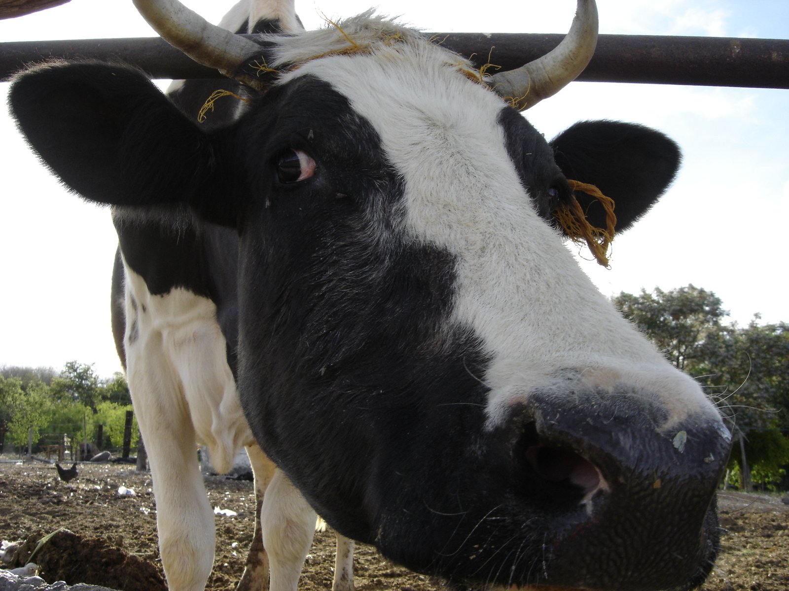 the cow has his ears pulled back while standing in the pen