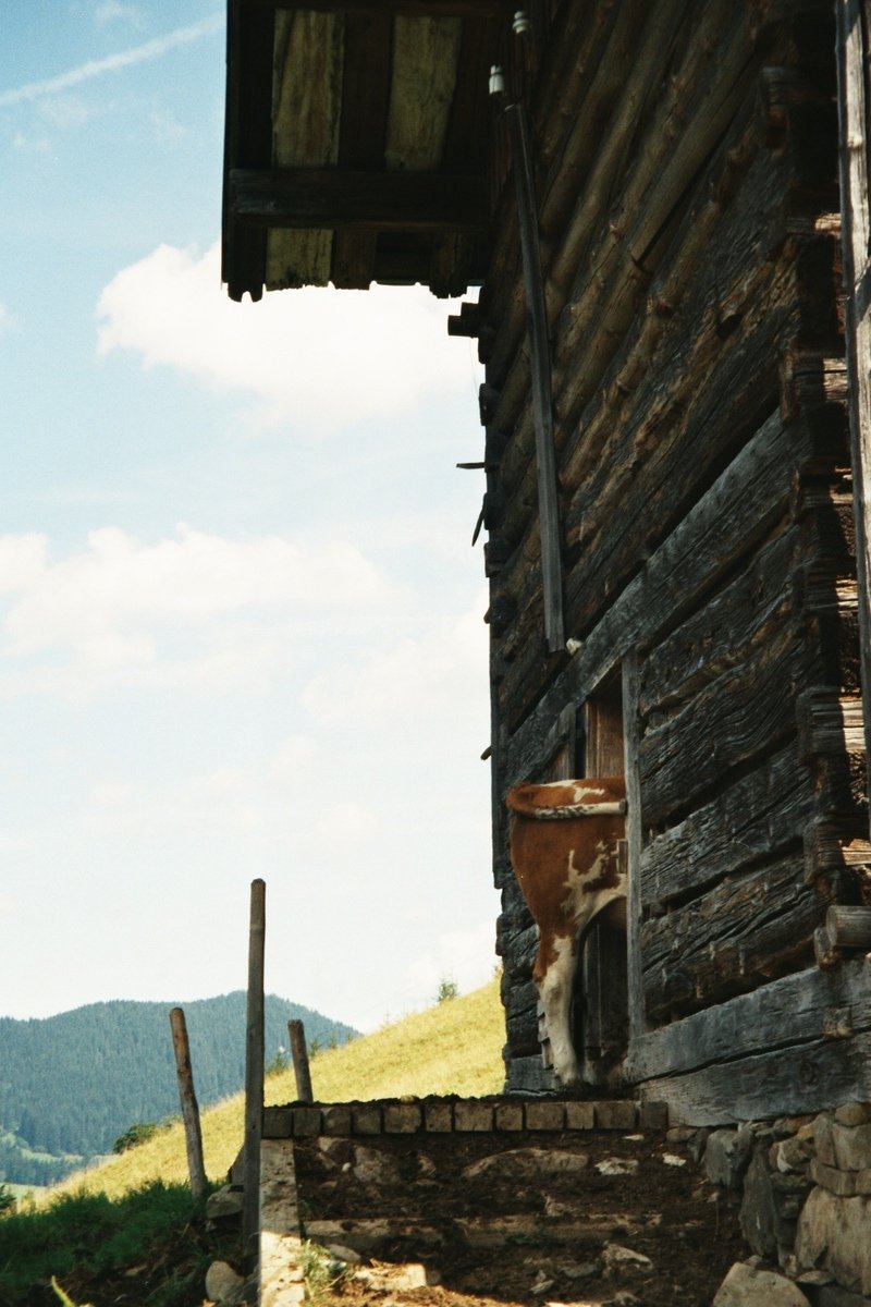 a cow is standing in front of a old building