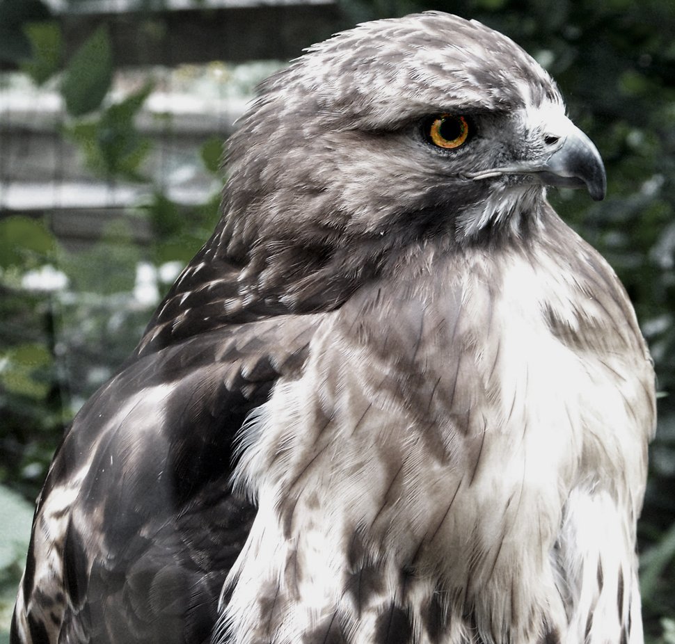 a close up of a black and white bird of prey