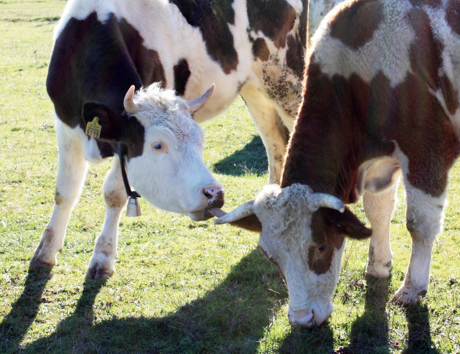 a mother cow nuzzles her baby on the other side of her head