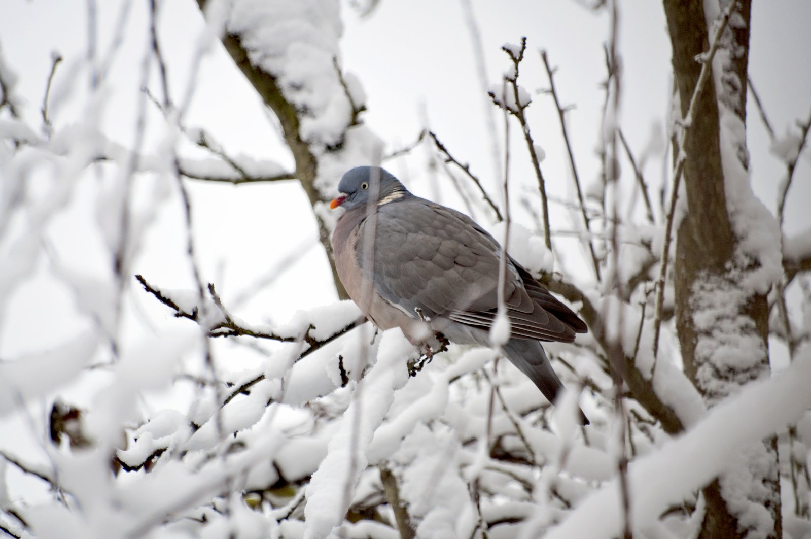 a gray pigeon perched on a nch in the snow