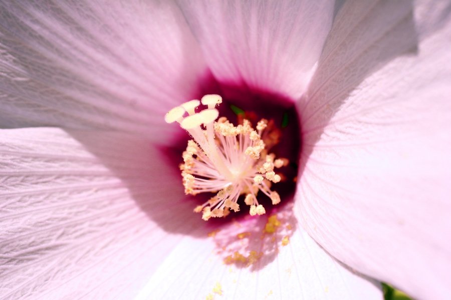 the petals of a flower with pink and yellow inside