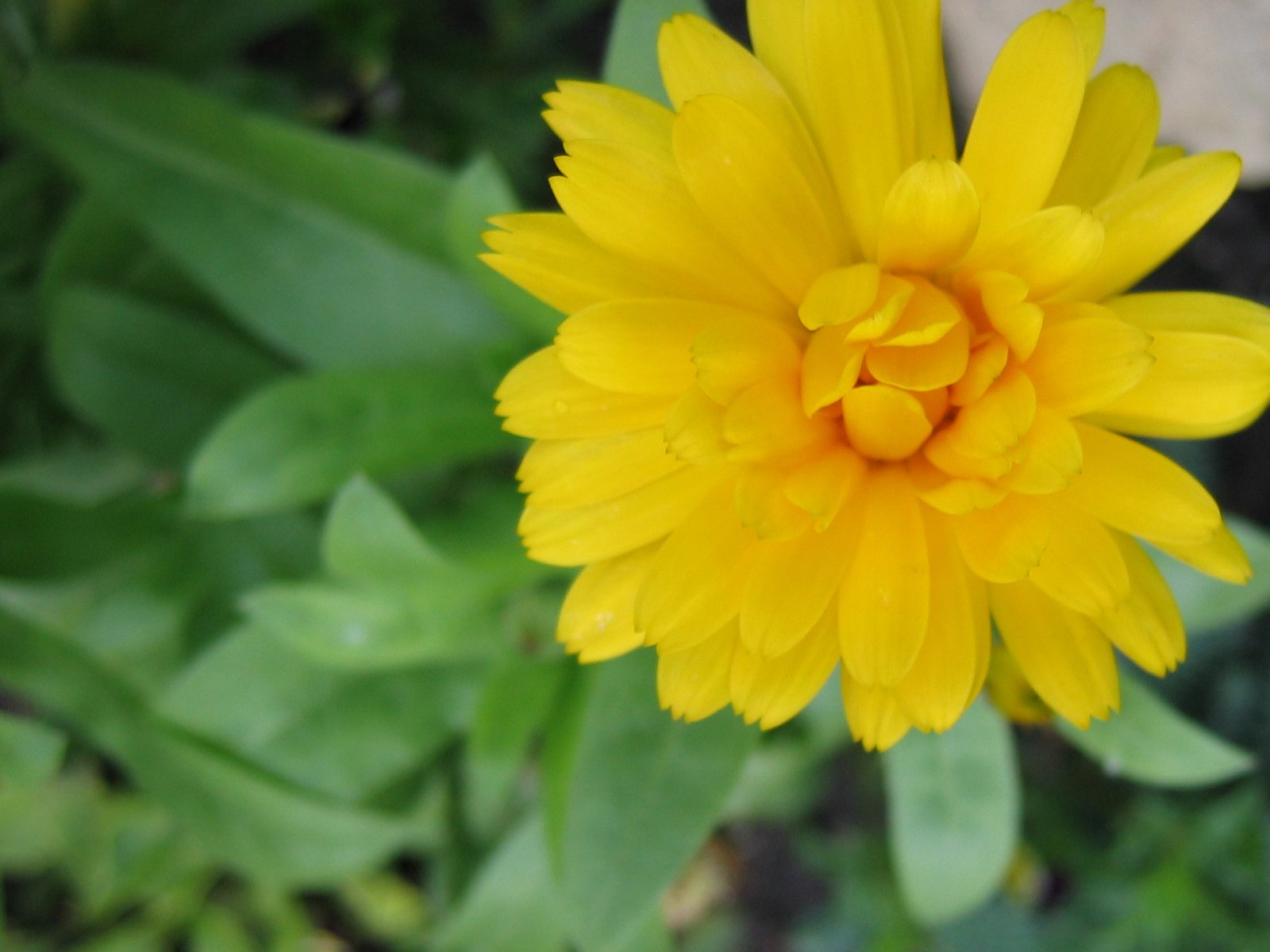 a yellow flower with green leaves surrounding it