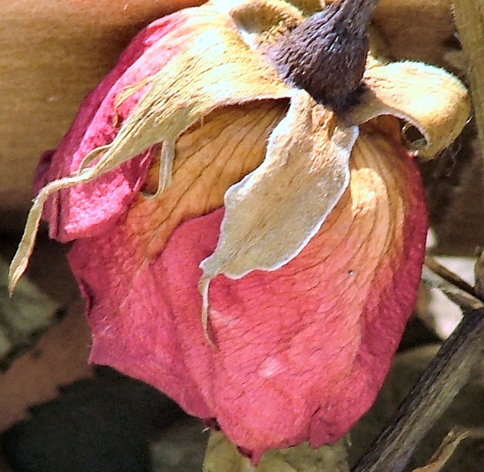 a very pretty flower that is budding off of it