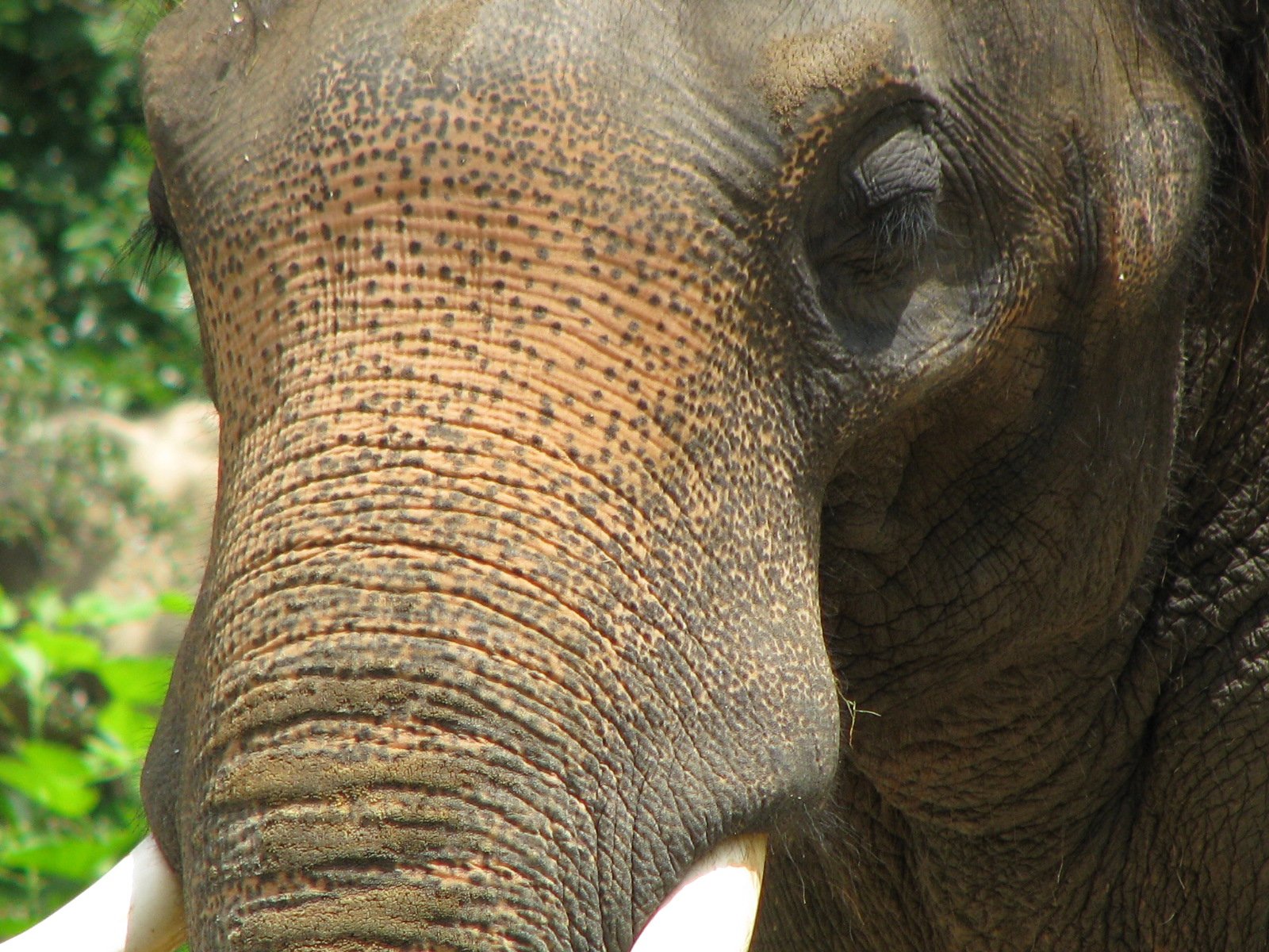 an elephant with dirt all over its face