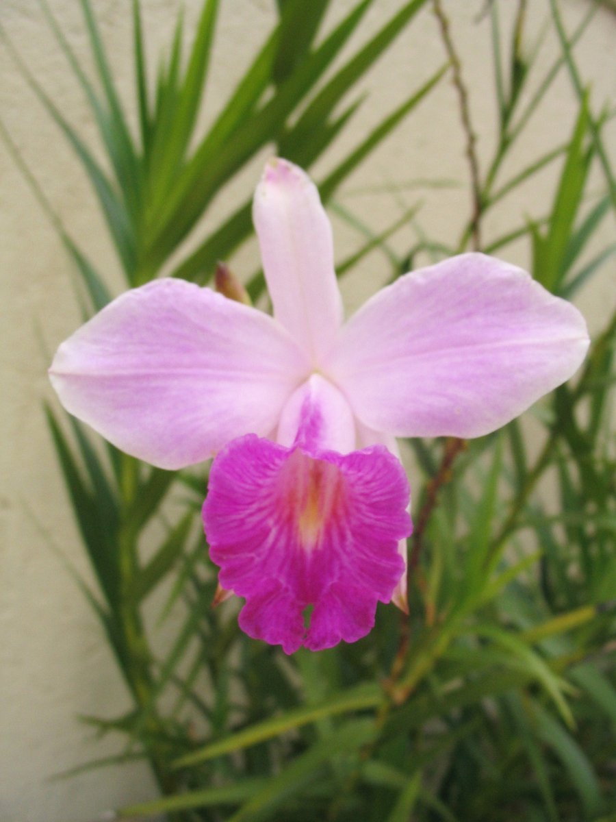 the pink flower is blossoming in front of green plants