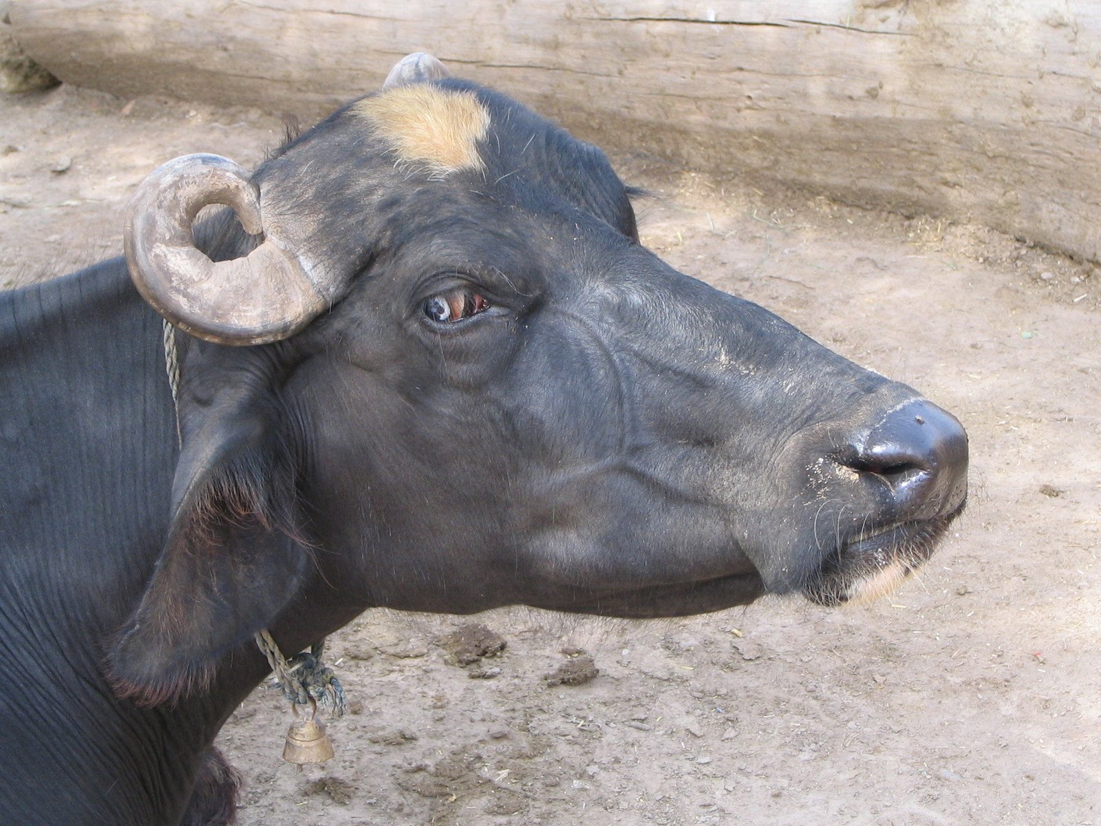 a very cute looking bull with an interesting face