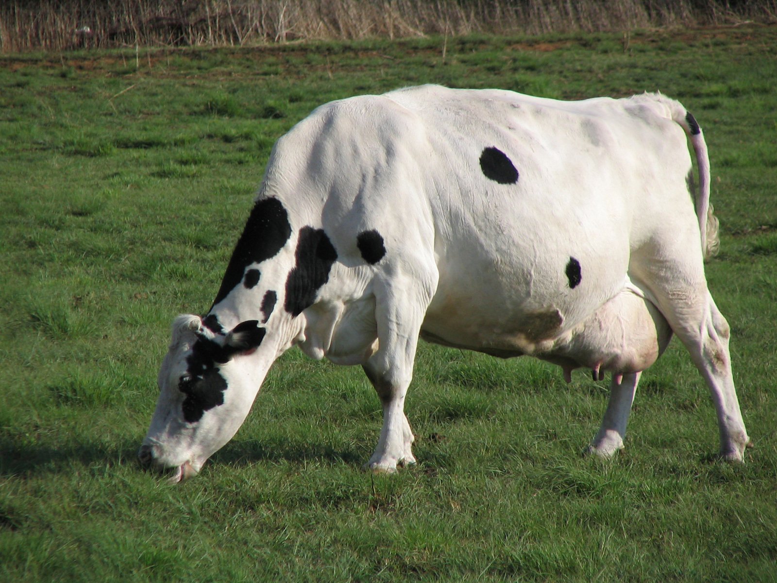 a black and white cow grazing in a field