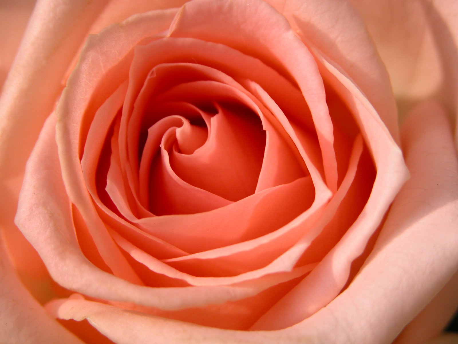 a close up s of an orange rose that's very pretty