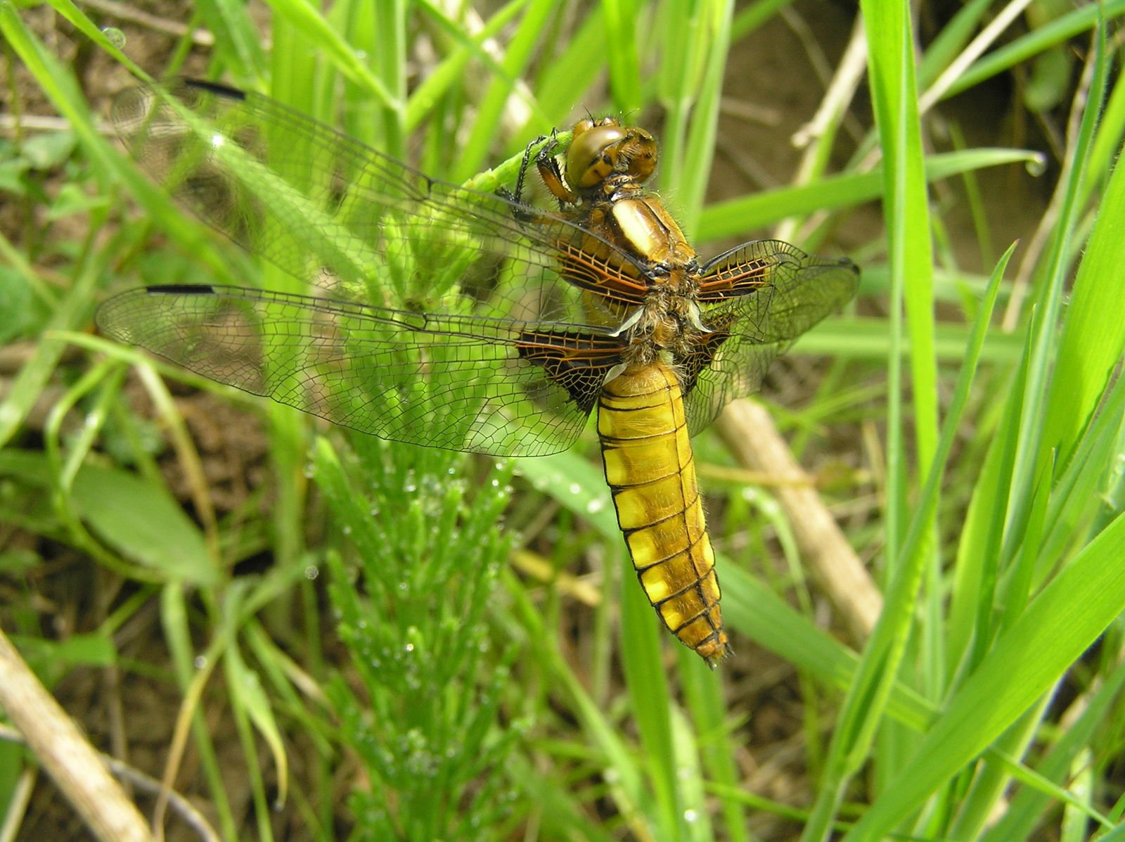 two large orange and black dragonflies sitting on top of green grass