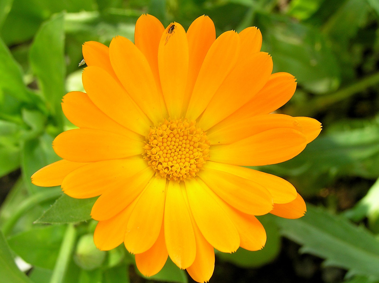 a yellow flower sitting in the middle of some green leaves