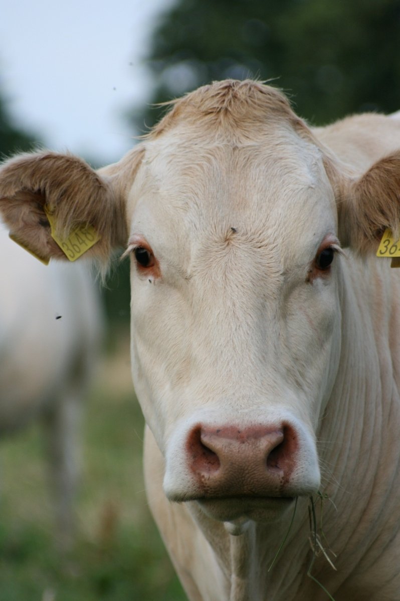 close up view of brown and white cow with yellow tags on its ears