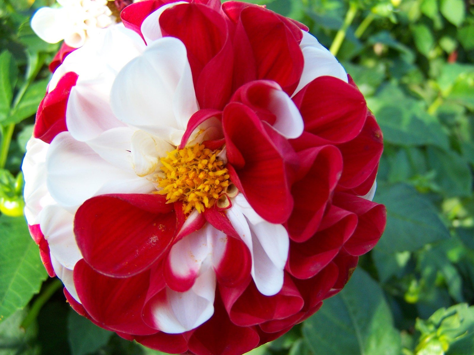 a red and white flower with green leaves