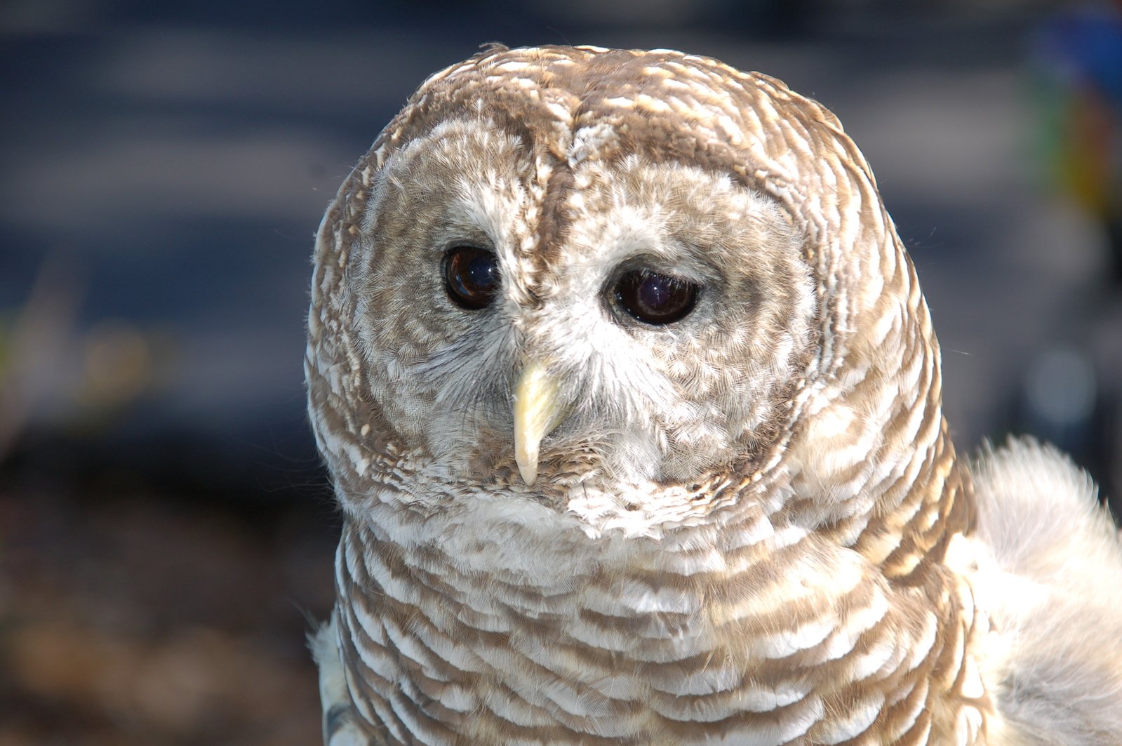 an owl has large black eyes and is standing in the sun