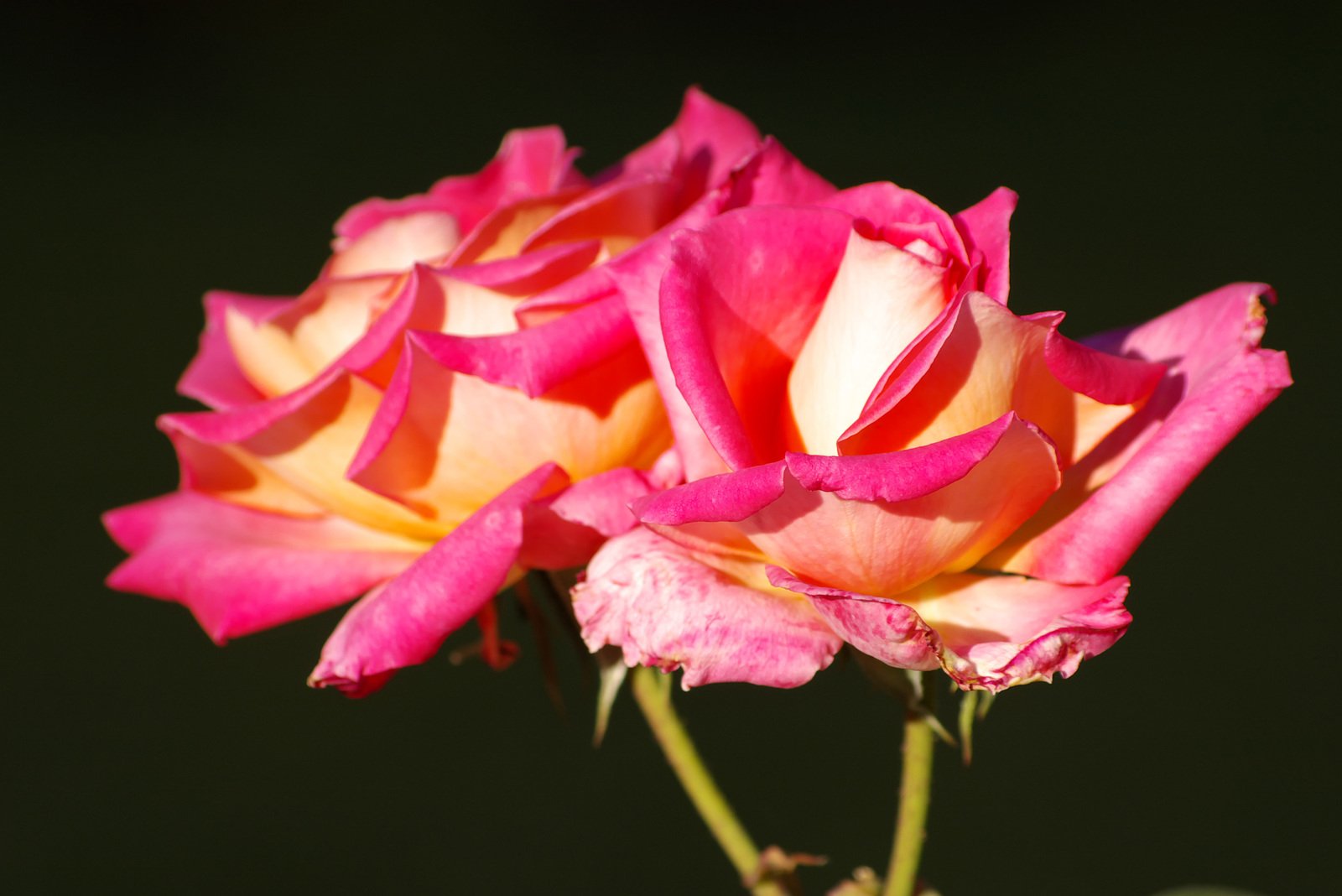 two pink roses with yellow tips and petals