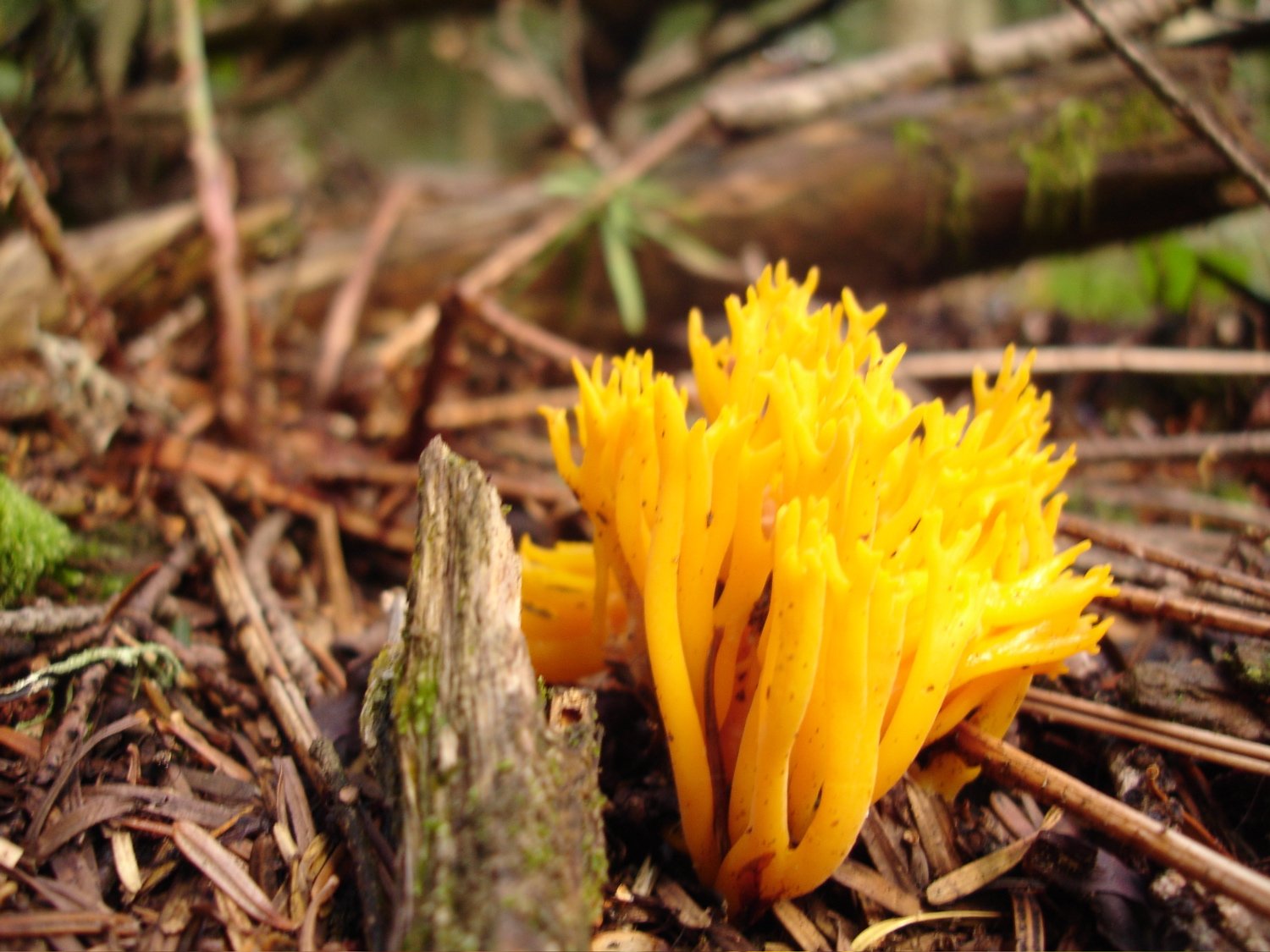 a small yellow mushroom sprouts through the forest