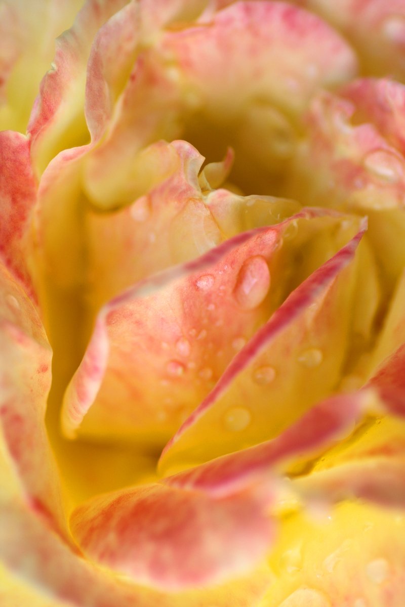 the inside of a yellow rose with rain drops