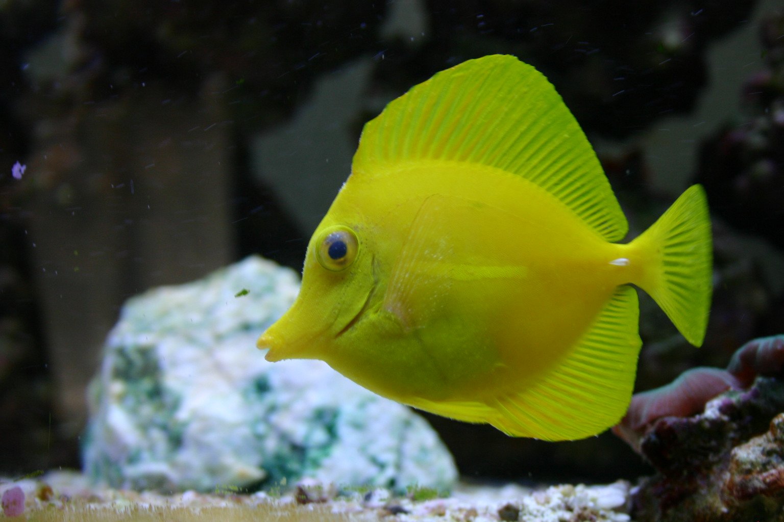 a close up view of a small yellow fish
