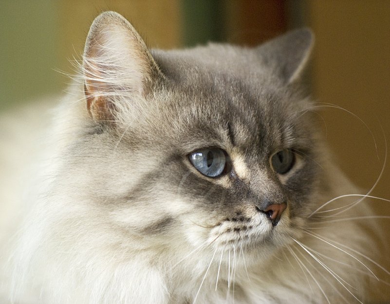 a close up of a cat with blue eyes