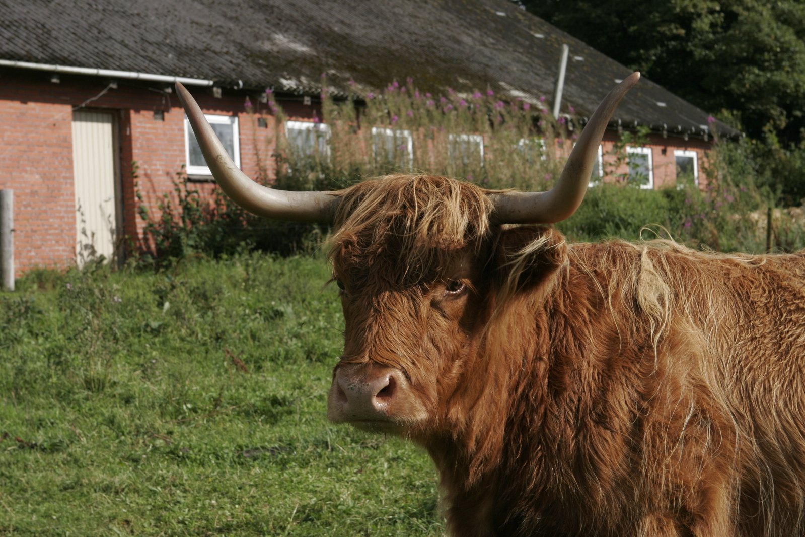 an ox that is standing in the grass