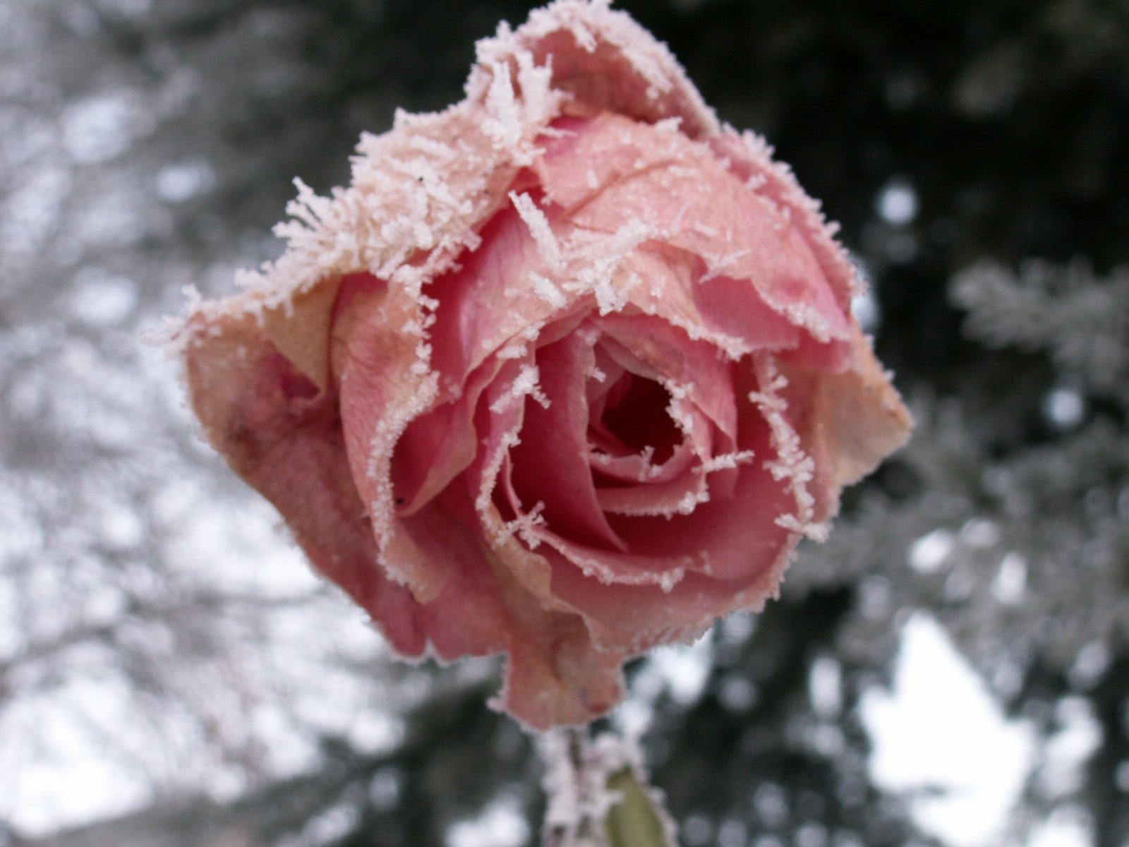 pink rose with ice on it near tree nches