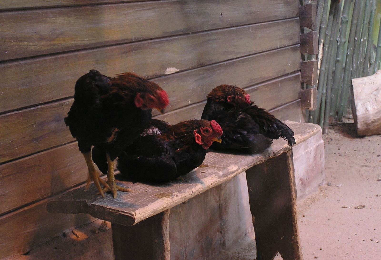 three black and red chickens are sitting on top of concrete benches