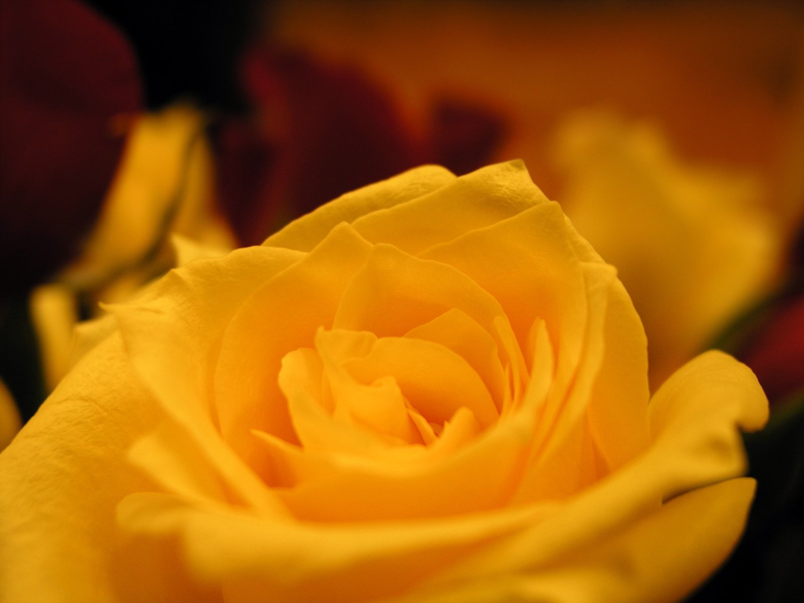 yellow rose in focus and red roses behind it