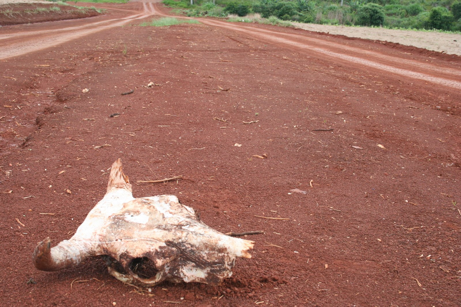 a dead animal that is laying on the side of the road