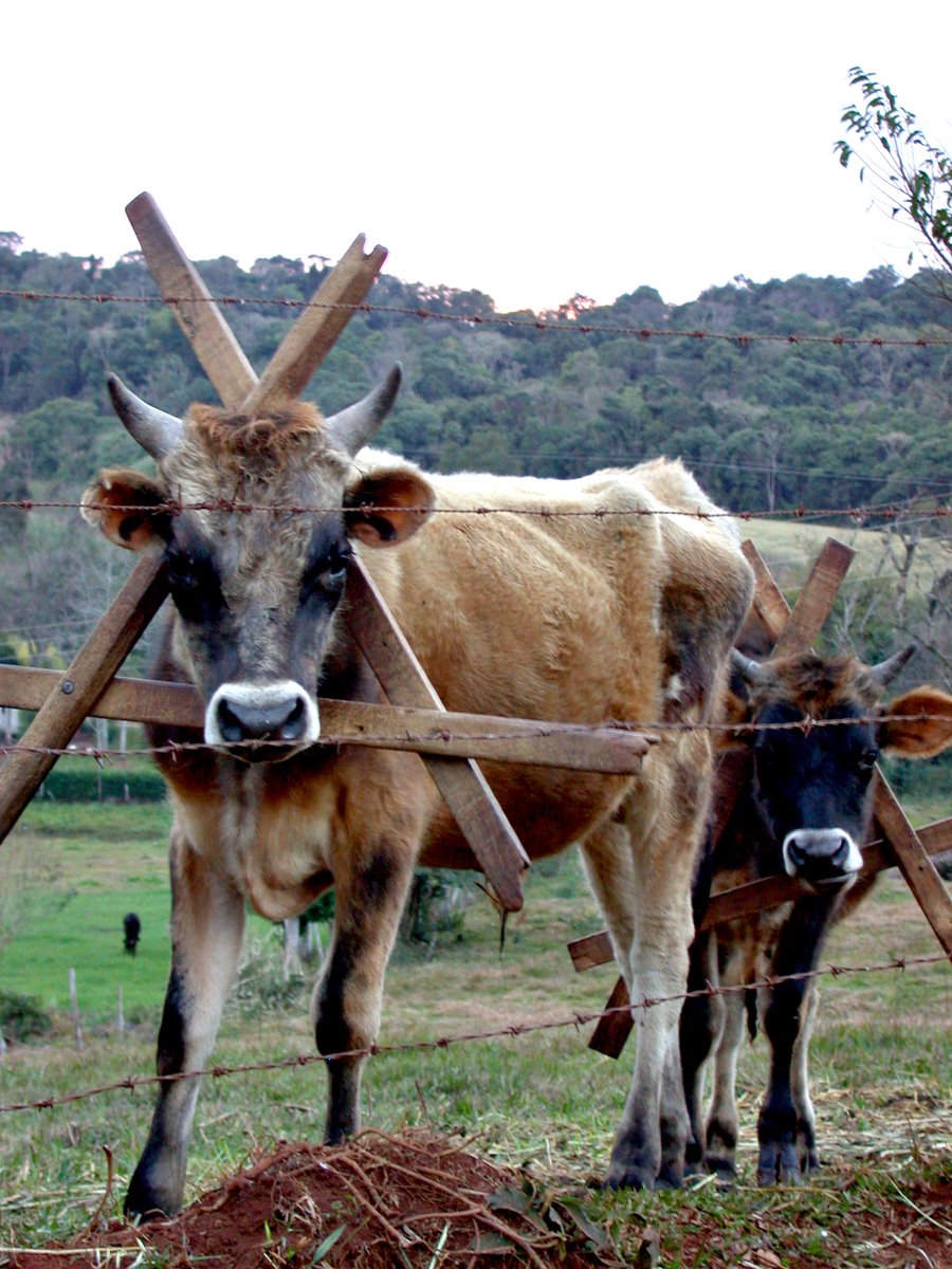 two cows stand near a wooden fence