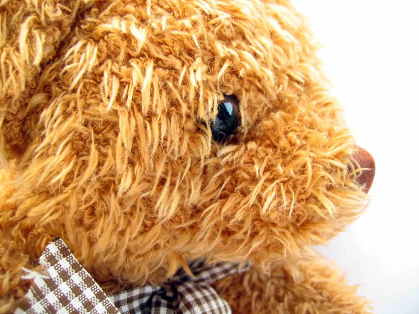 a close up s of a brown bear wearing a tie