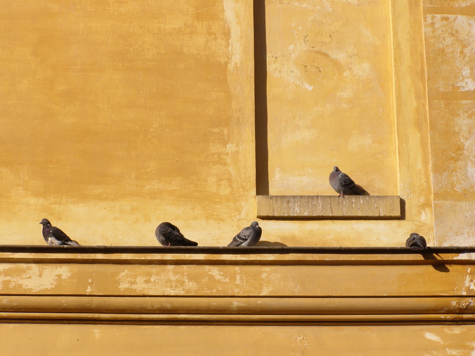 six birds sitting on the ledge of a building