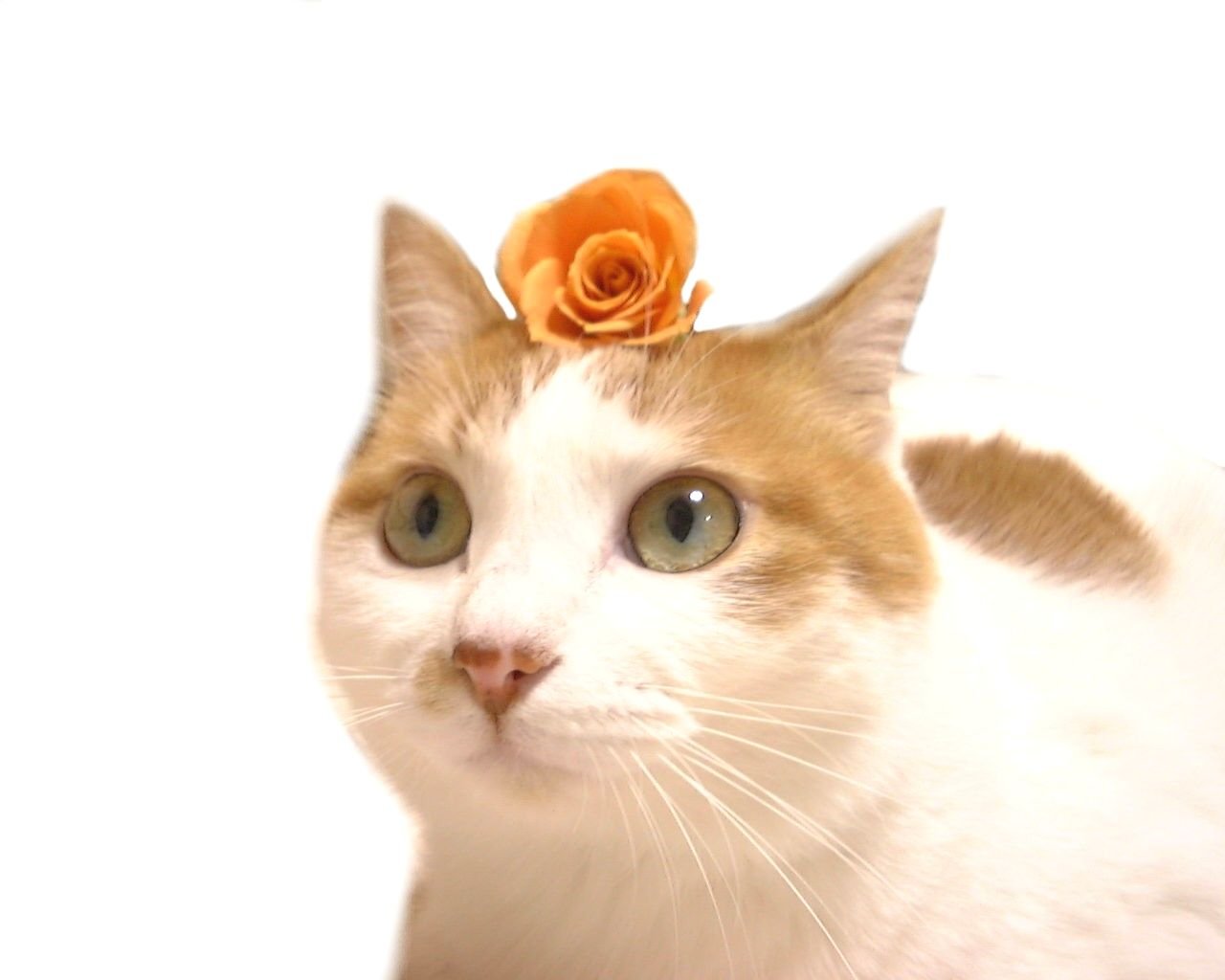 an orange and white cat has a rose on top
