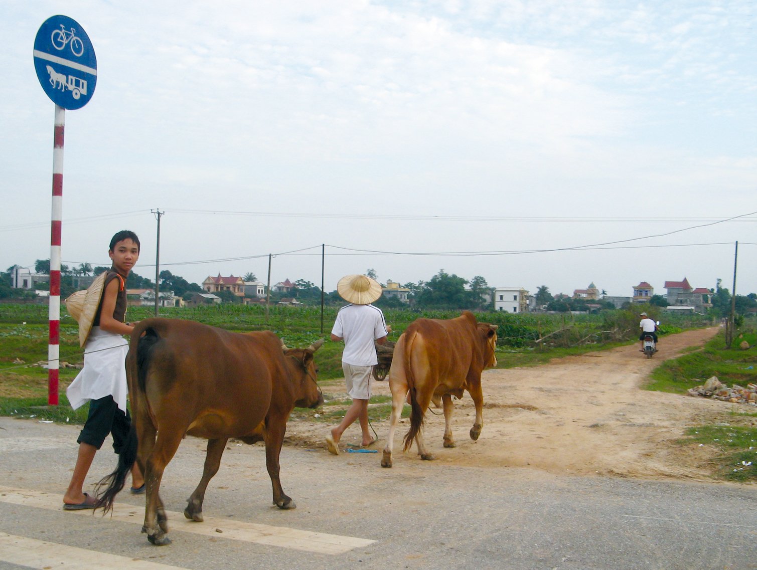 a couple of brown cattle walking down a road