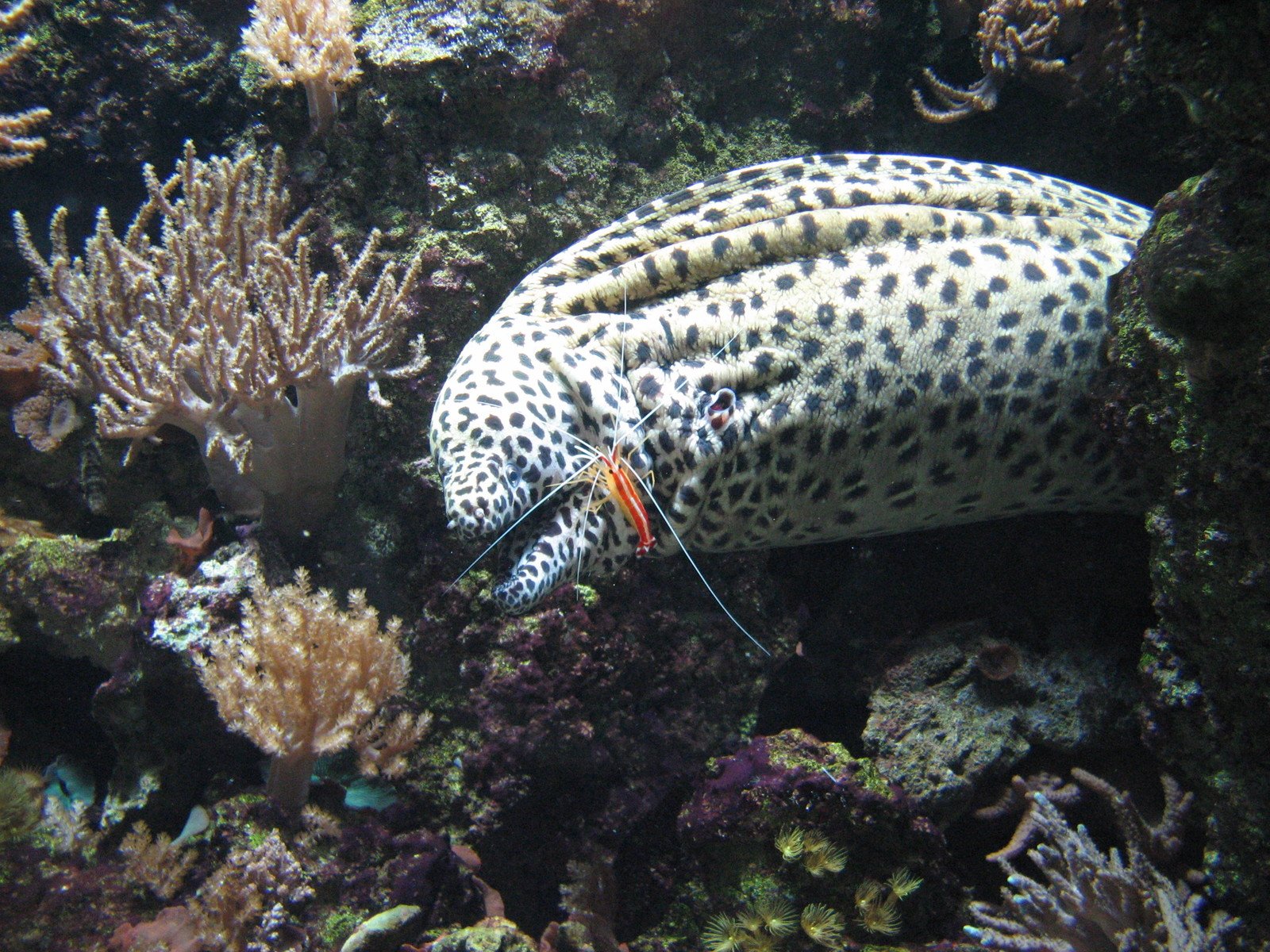 a spotted fish in the water near a reef
