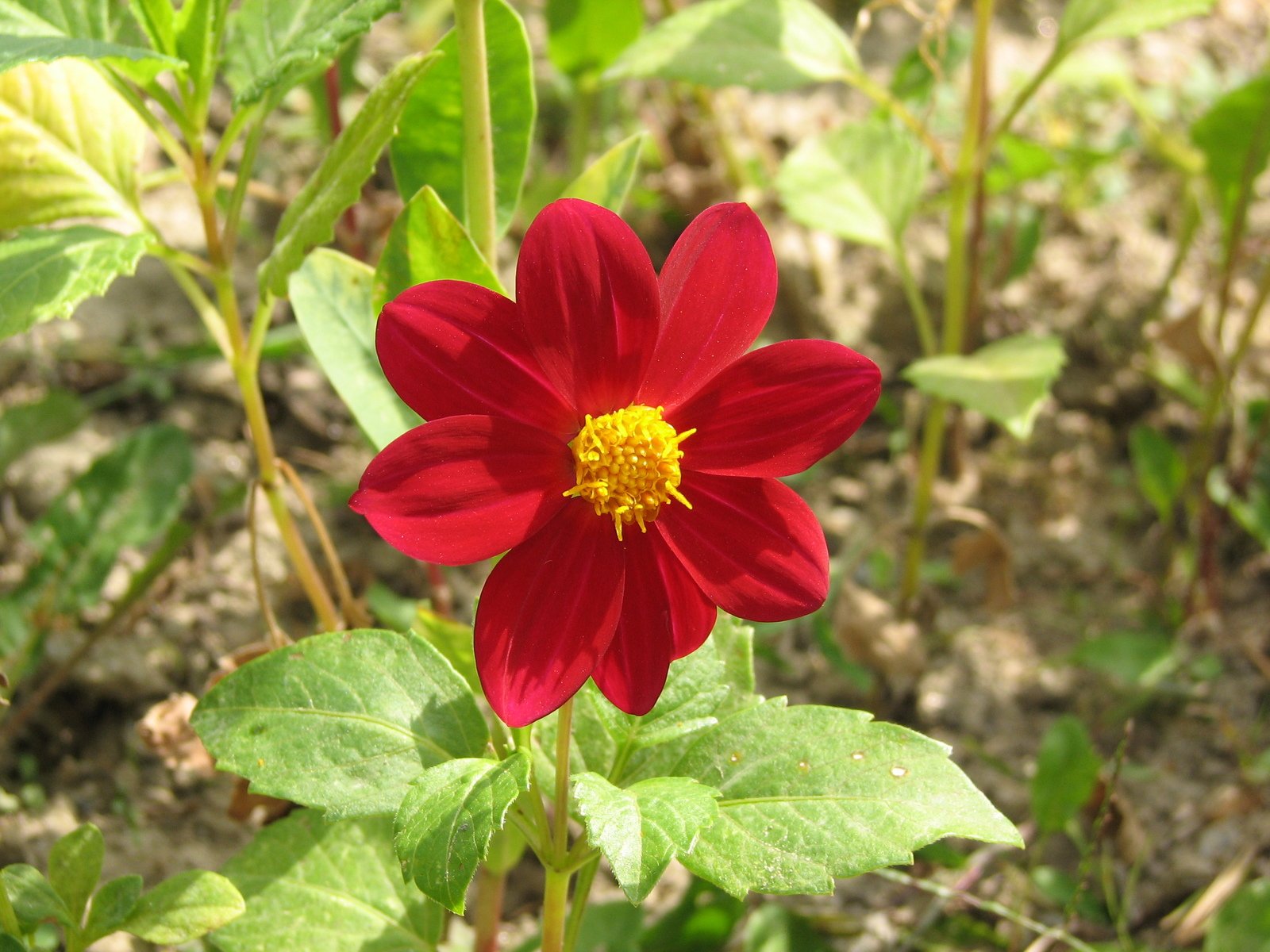 red flower with yellow center in front of leaves