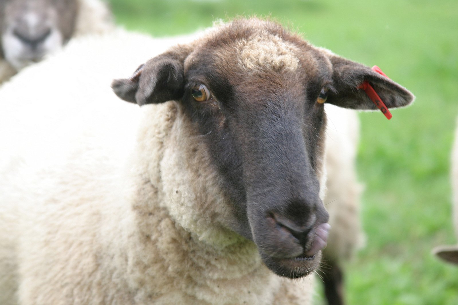 a black faced sheep standing with some white sheep