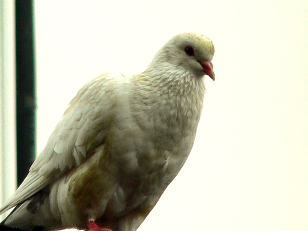 a white bird with a red beak sitting on a perch