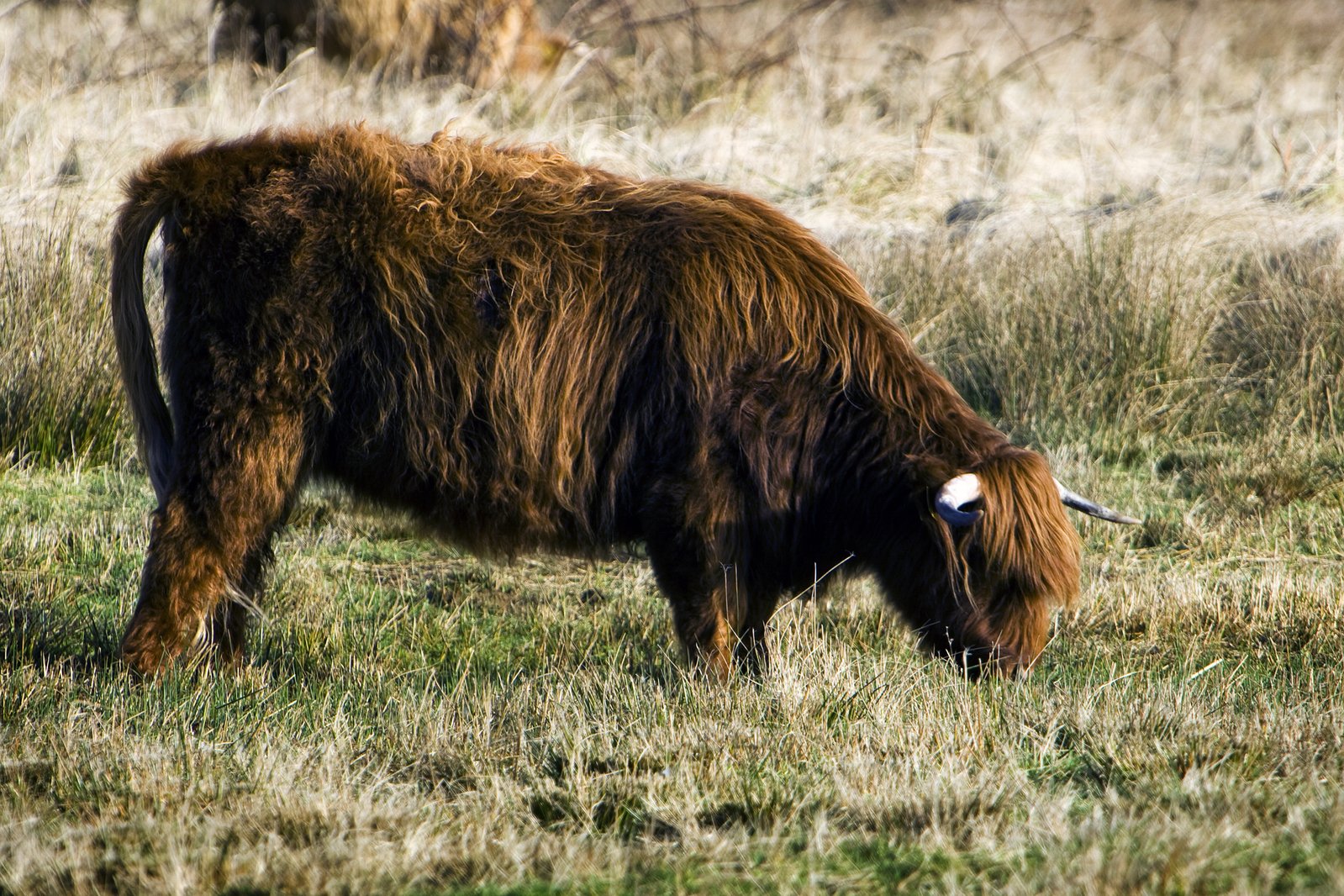 an image of a bison grazing in the field