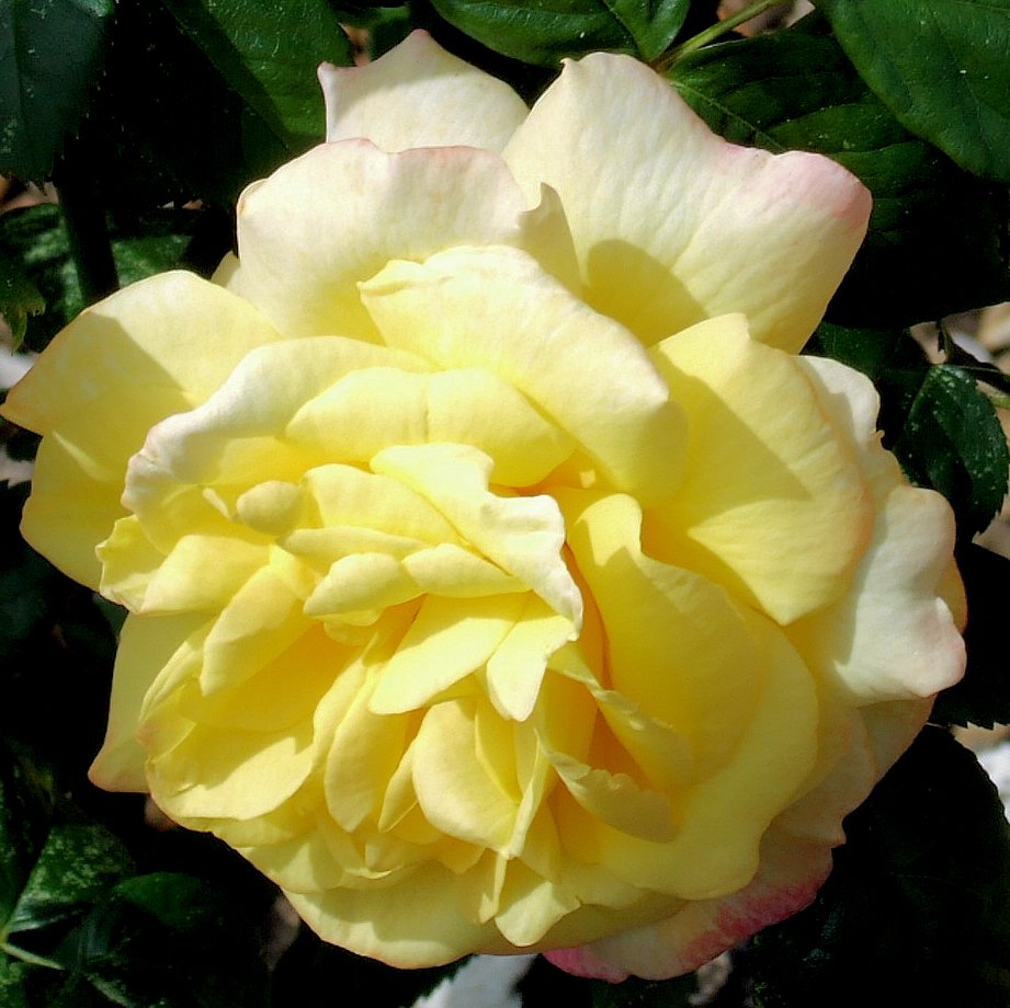 a close up view of yellow roses with leaves