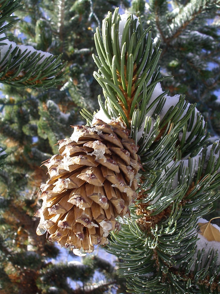 a pine cone hanging from the side of a green tree