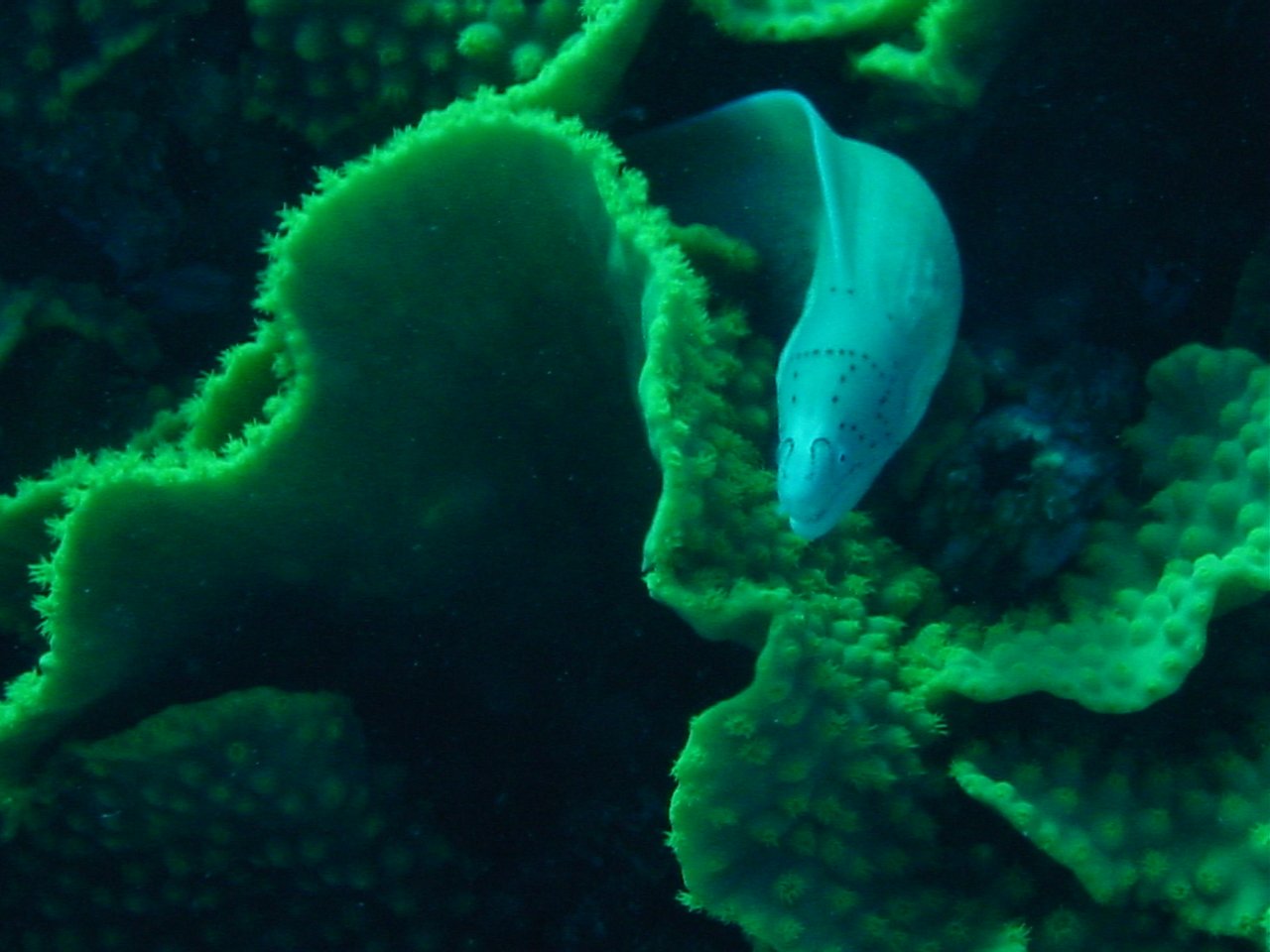 an image of an underwater scene looking down