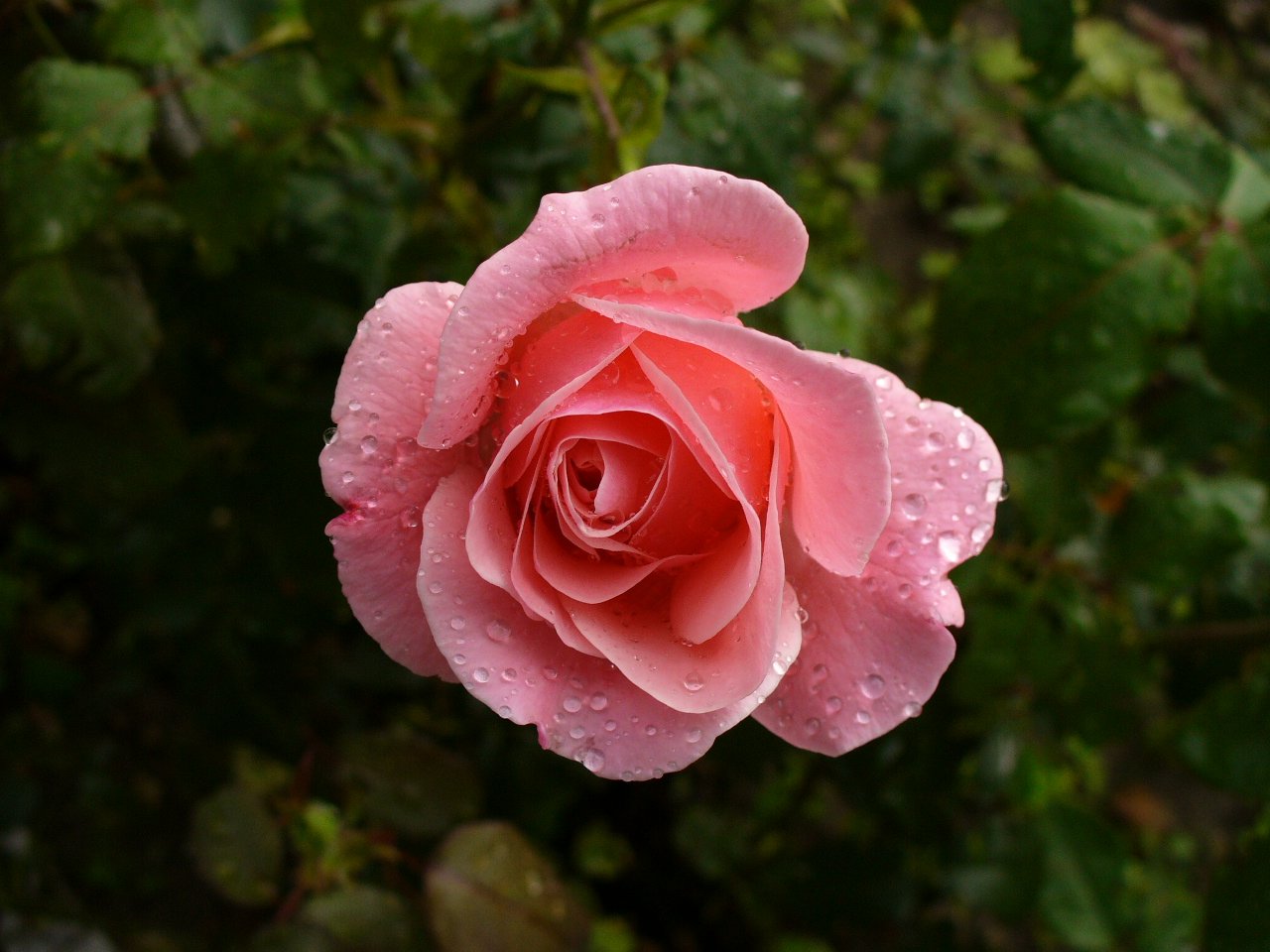the large rose is pink with droplets of water on it